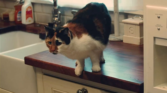 Stitches - calico cat Pud on countertop