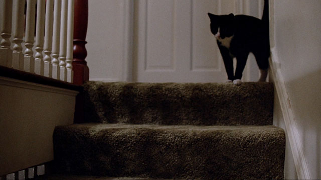 A Stranger is Watching - tuxedo cat Mindy on top of stairs