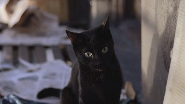 Street Trash - close of small black cat looking startled on fire escape