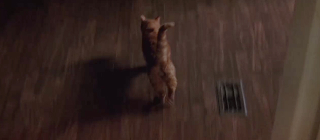 Switchback - ginger tabby running across room to bowl of food