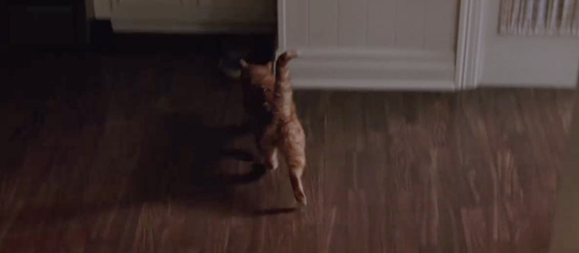 Switchback - ginger tabby running across room to bowl of food