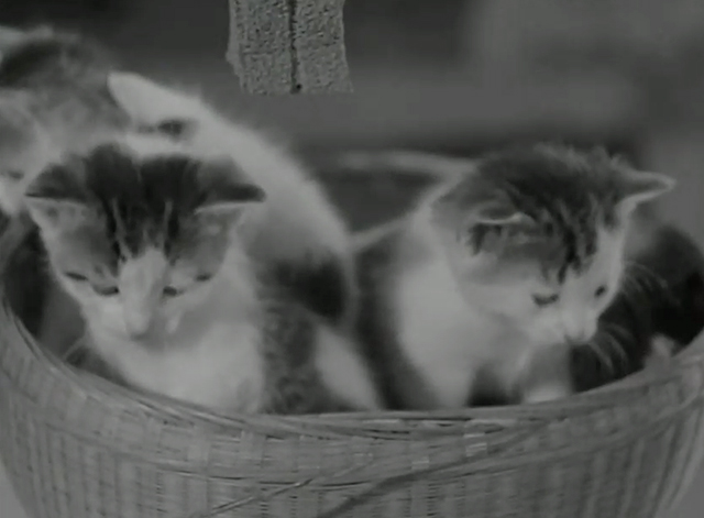 Sworn Enemy - four tabby and white kittens in basket on lunch counter