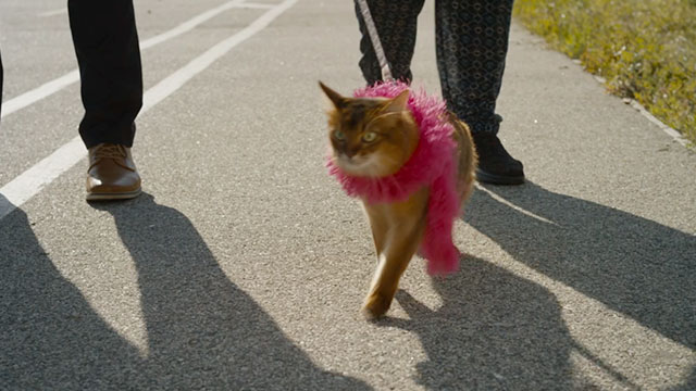 Take Me to Tarzana - Somali cat Summer wearing boa and walking on leash