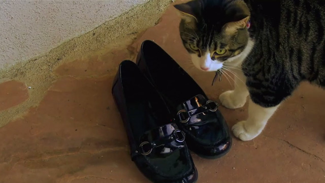 A Talking Cat!?! - Duffy cat actor Squeaky by shoes