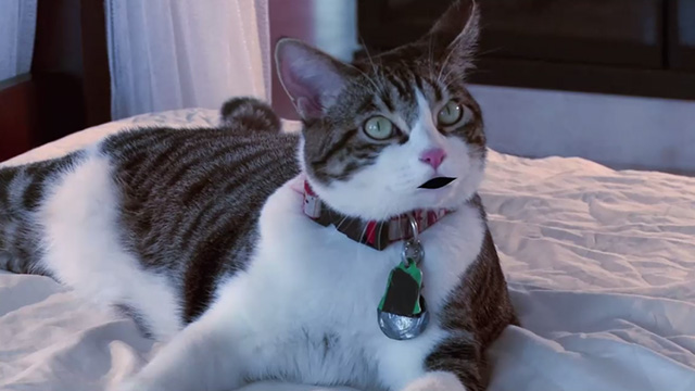 A Talking Cat!?! - Duffy cat actor Squeaky with animated mouth