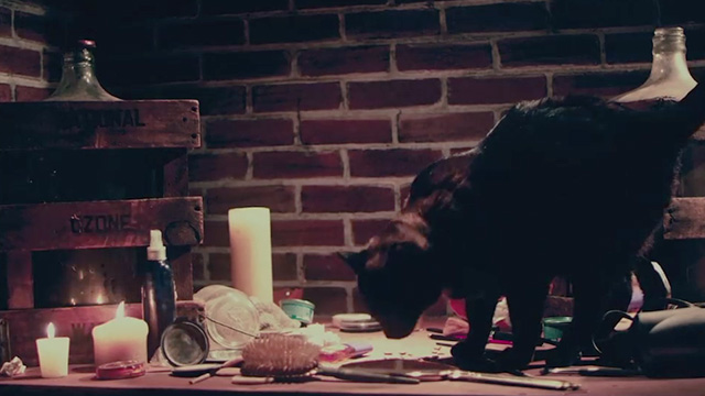 Terrifier - tortoiseshell cat Scorsese on table