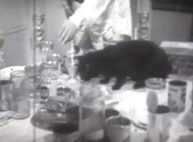 Terror Aboard - black cat eating on table