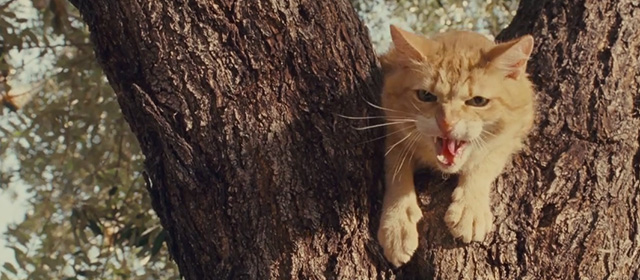 A Thousand Words - ginger tabby cat Mittens in tree hissing