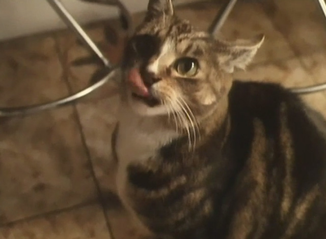 Threads - tabby cat licking lips waiting for food