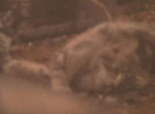 Threads - tabby cat rolling on ground during nuclear explosion