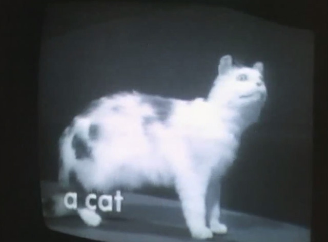 Threads - video screen of stuffed cat