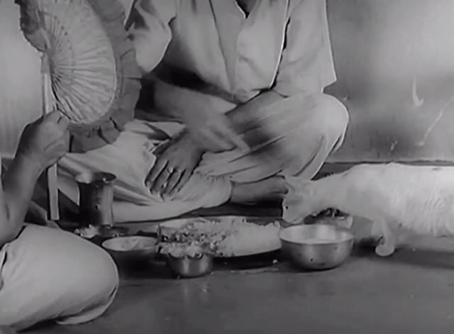 Three Daughters - Samapti - white kitten with markings sniffing at food