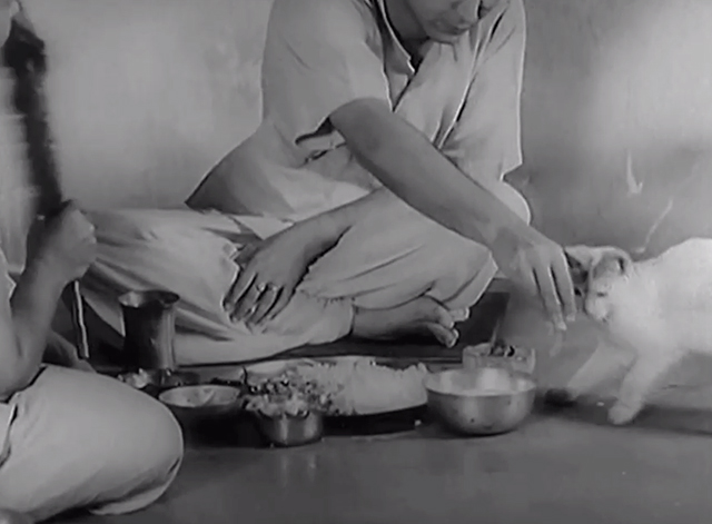 Three Daughters - Samapti - Amulya Soumitra Chatterjee giving white kitten with markings some food