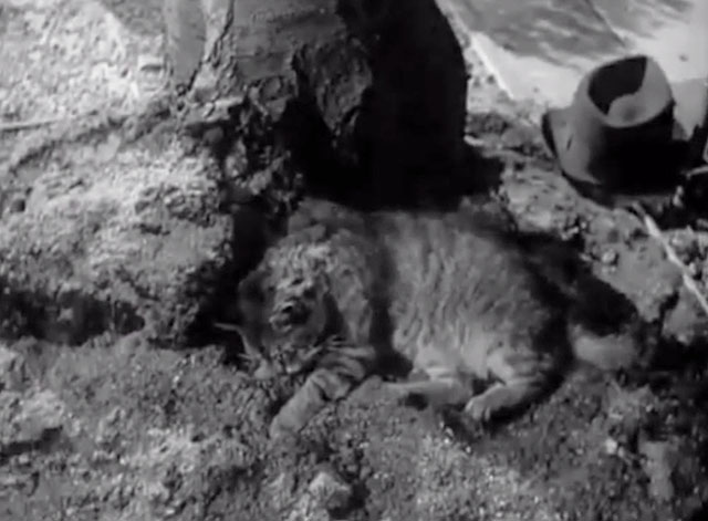 Thunder Rock - tabby cat sleeping