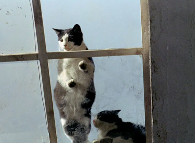 The Tiger and the Pussycat - Il tigre - two tuxedo cats looking through skylight