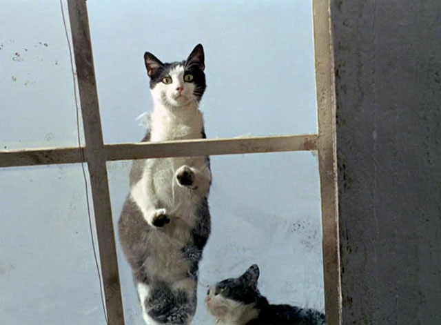 The Tiger and the Pussycat - Il tigre - two tuxedo cats looking through skylight