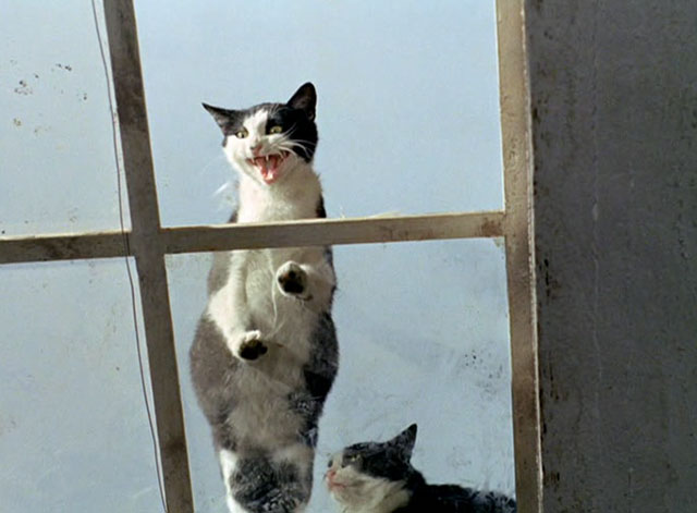 The Tiger and the Pussycat - Il tigre - two tuxedo cats looking through skylight