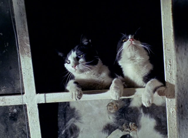 The Tiger and the Pussycat - Il tigre - two tuxedo cats looking through skylight