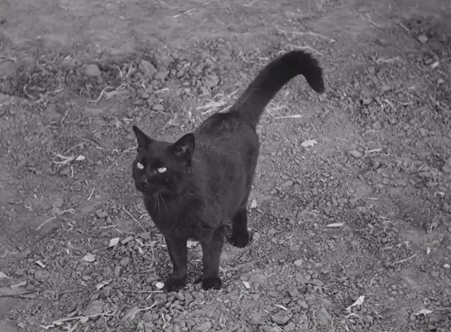 Timber Stampede - black cat standing