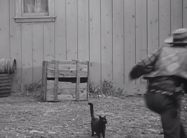 Timber Stampede - Whopper Hatch Chill Wills running past confused black cat