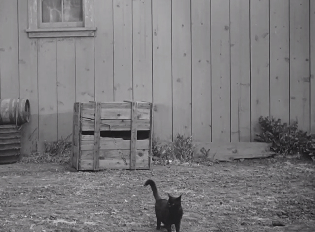 Timber Stampede - confused black cat standing