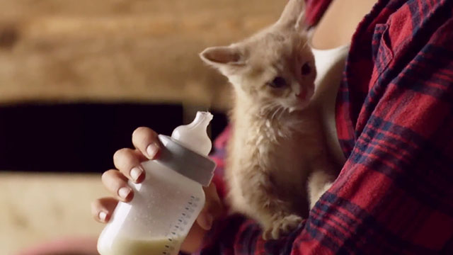 Timber the Treasure Dog - bottle feeding ginger tabby kitten