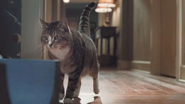 Tooth Fairy - tabby cat approaching container