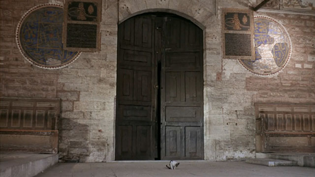 Topkapi - tabby and white cat sitting outside gate