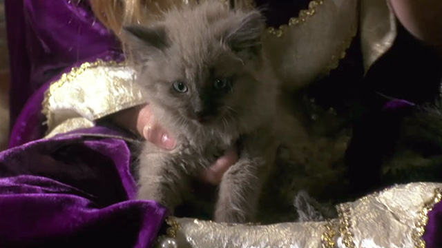 To the Ends of Time - close up of longhair kitten