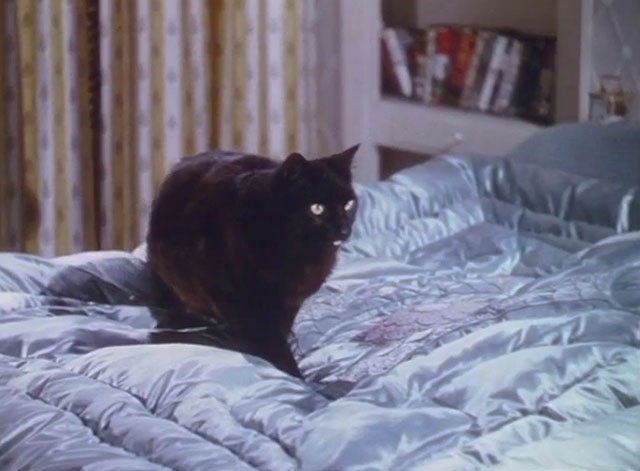 Touch and Go - longhair black cat Heathcliff on bed