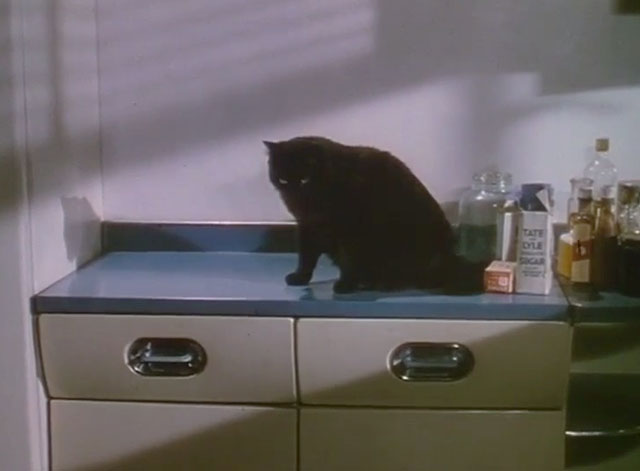 Touch and Go - longhair black cat Heathcliff on counter