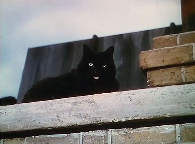 Touch and Go - close up of longhair black cat Heathcliff on roof