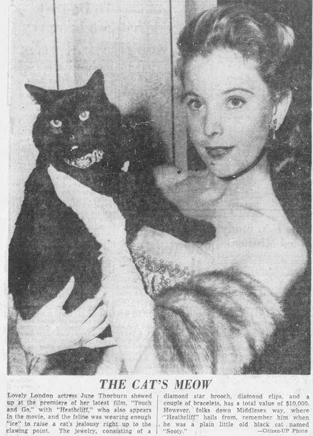 Touch and Go - longhair black cat Heathcliff Sooty wearing jewelry being held by Peggy June Thorburn at film premiere