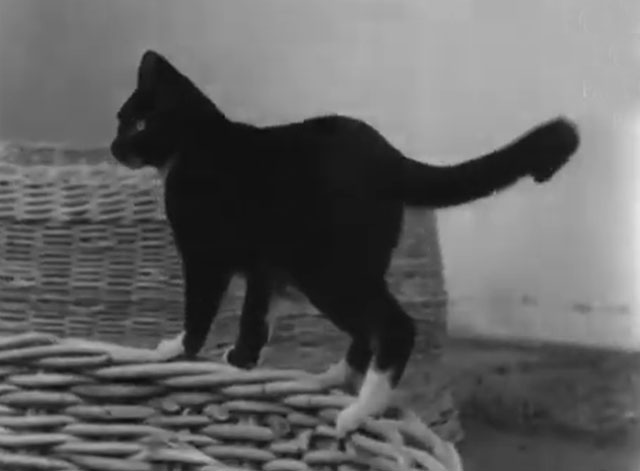 Angora Rabbits - tuxedo cat standing atop large weaved basket