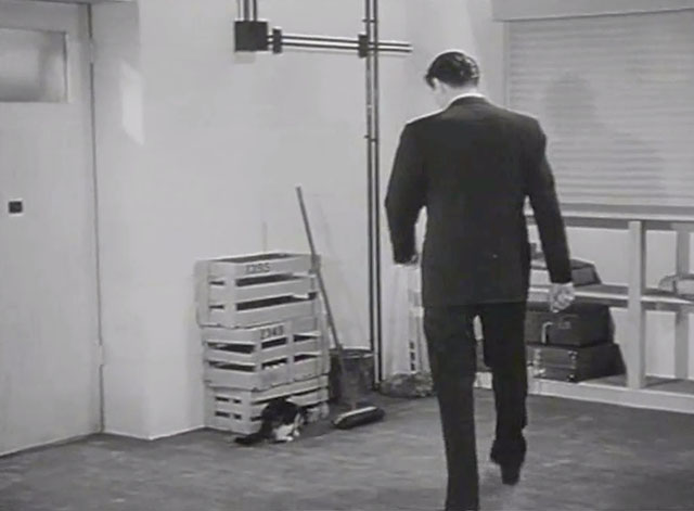 Traveller's Joy - Reggie John McCallum walking toward tabby and white cat by boxes