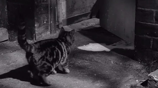 Two Left Feet - tabby cat approaching spilled cream under door