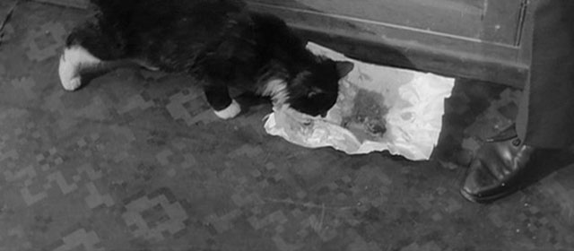 Ulysses - longhair tuxedo cat sniffing at kidney stained paper