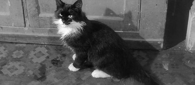 Ulysses - longhair tuxedo cat sitting on kitchen floor