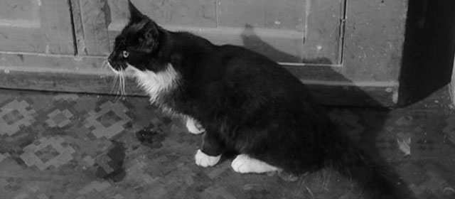 Ulysses - longhair tuxedo cat sitting on kitchen floor