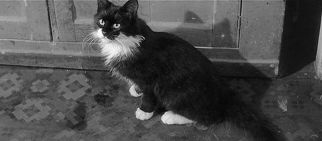 Ulysses - longhair tuxedo cat sitting on kitchen floor