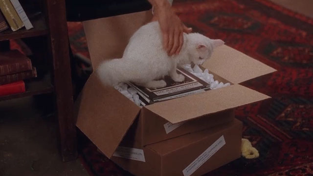 The Unborn - longhair white cat Joe Winter Eye being picked up from box