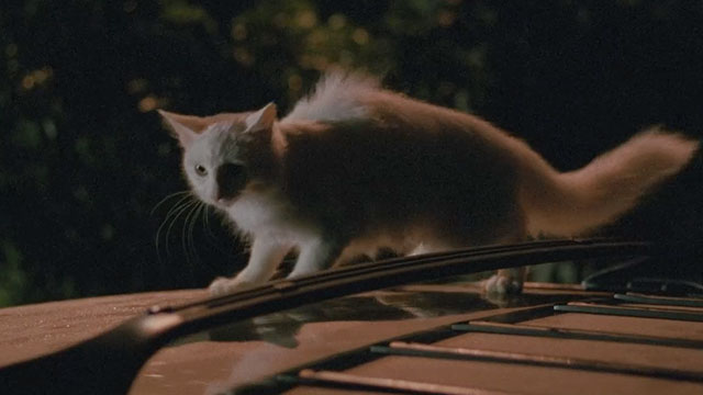 The Unborn - longhair white cat Joe Winter Eye on top of car