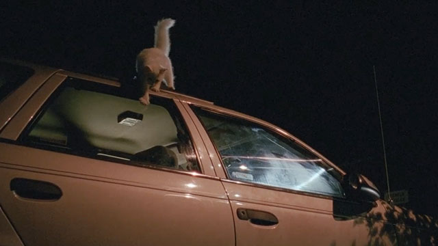 The Unborn - longhair white cat Joe Winter Eye jumping down from car