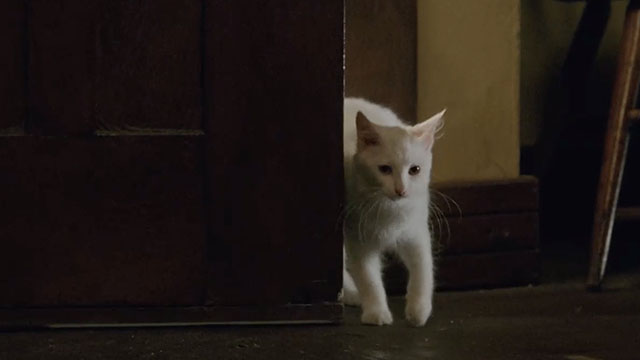 The Unborn - longhair white cat Joe Winter Eye entering through door