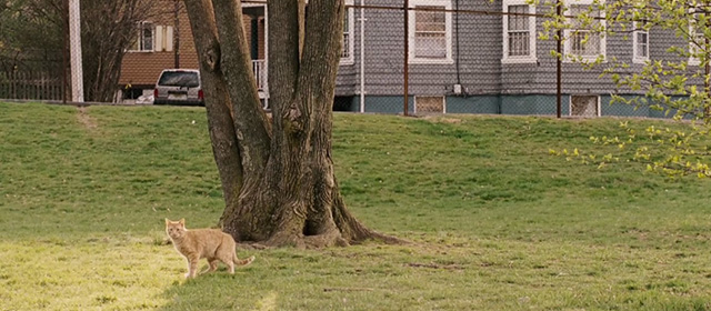 Underdog - ginger tabby cat standing by tree