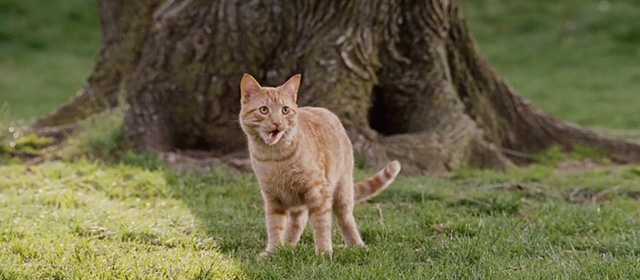 Underdog - ginger tabby cat standing by tree