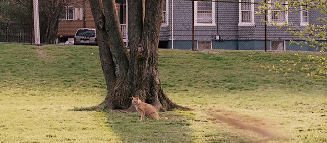 Underdog - ginger tabby cat standing by tree with blur coming near