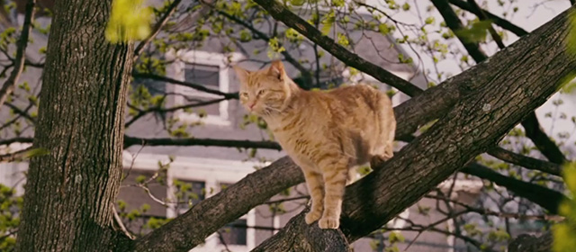 Underdog - ginger tabby cat standing in tree