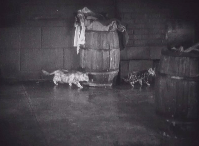 Underworld - two tabby cats on sidewalk by garbage cans