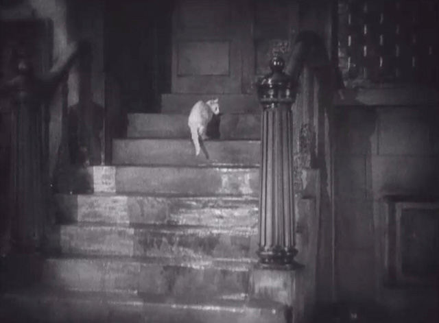 Underworld - white cat on steps leading up to door